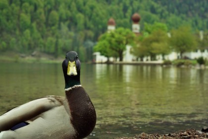 Der Königssee: der schönste See in Bayern