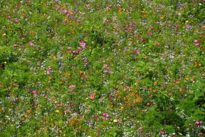 ökologisch wertvoll: Blumenwiese in der Alpenstadt