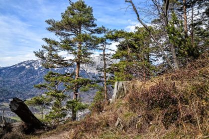 Frühlingswandern in den Wäldern oberhalb Bad Reichenhalls
