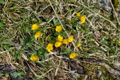 Frühlingsblumen im Wimbachgries