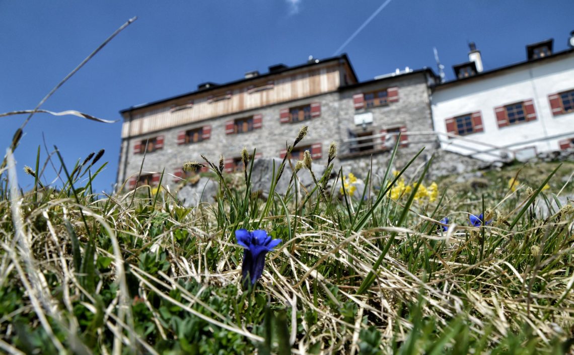 Blau blüht der Enzian am Watzmannhaus
