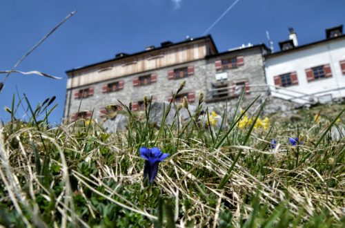 Blau blüht der Enzian am Watzmannhaus