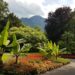 Karibik trifft Alpen: Bananenbäume vor dem Predigtstuhl