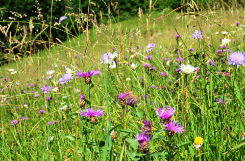 Artenreiche Berg-Mähwiese mi Margeriten, Wiesen-Witwenblumen, Wiesen-Flockenblumen © Tanja Maurer