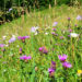Artenreiche Berg-Mähwiese mi Margeriten, Wiesen-Witwenblumen, Wiesen-Flockenblumen © Tanja Maurer