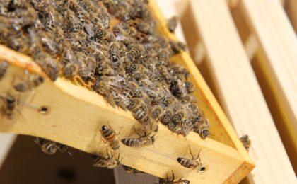 Ein Bienenvolk mit markierter Königin
