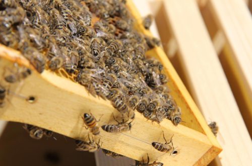 Ein Bienenvolk mit markierter Königin