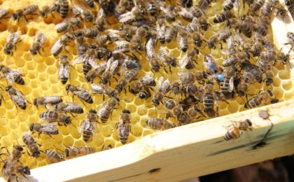 Bienen im Kasten
