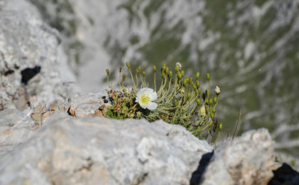 Blume am Hundstod Gipfel