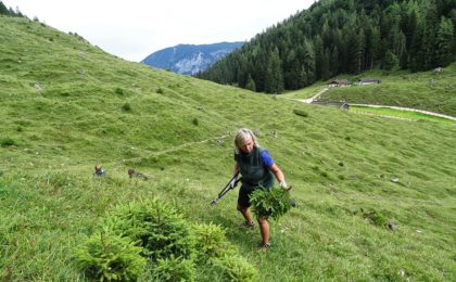Schwenden auf der Mordaualm © Biosphärenregion Berchtesgadener Land