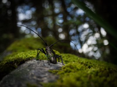 Alpenbock-Käfer