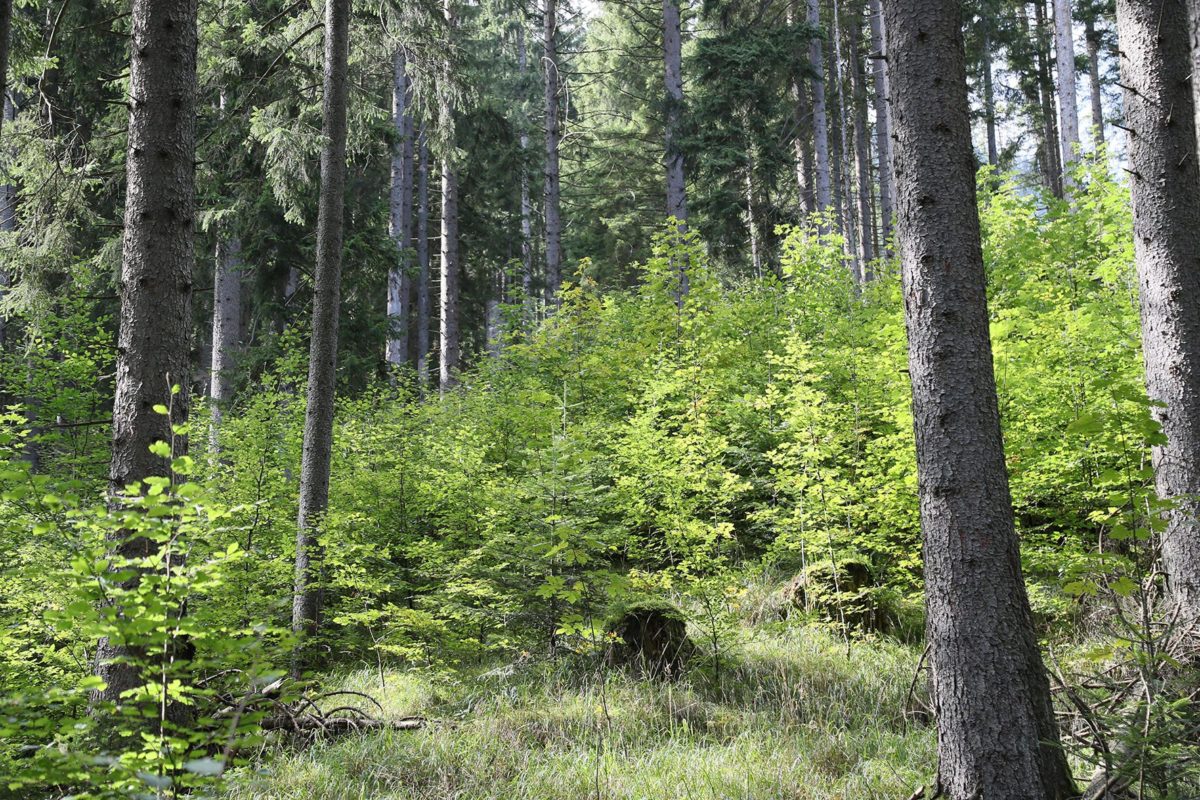 Alpiner Schutzwaldpreis für den Nationalpark Berchtesgaden