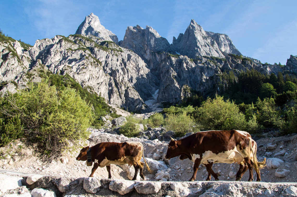 Die schroffen Mühlsturzhörner | Ramsauer Dolomiten