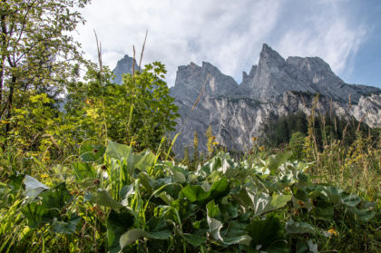 Blick hinauf zu den Mühlsturzhörnern | Ramsauer Dolomiten
