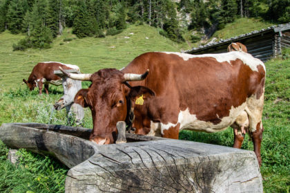 Eine unserer Pinzgauer Kühe am Trog