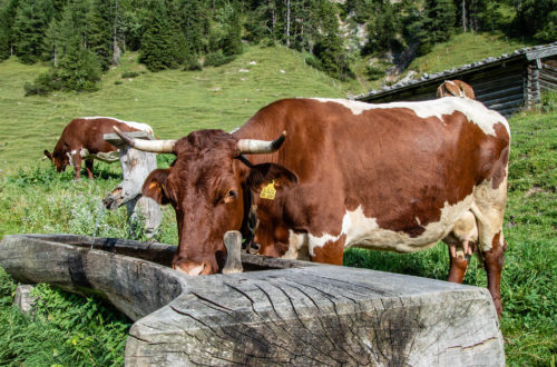 Eine unserer Pinzgauer Kühe am Trog