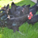 Hahn und Hühner der vom Aussterben bedrohten Haustierrasse „Augsburger Huhn“