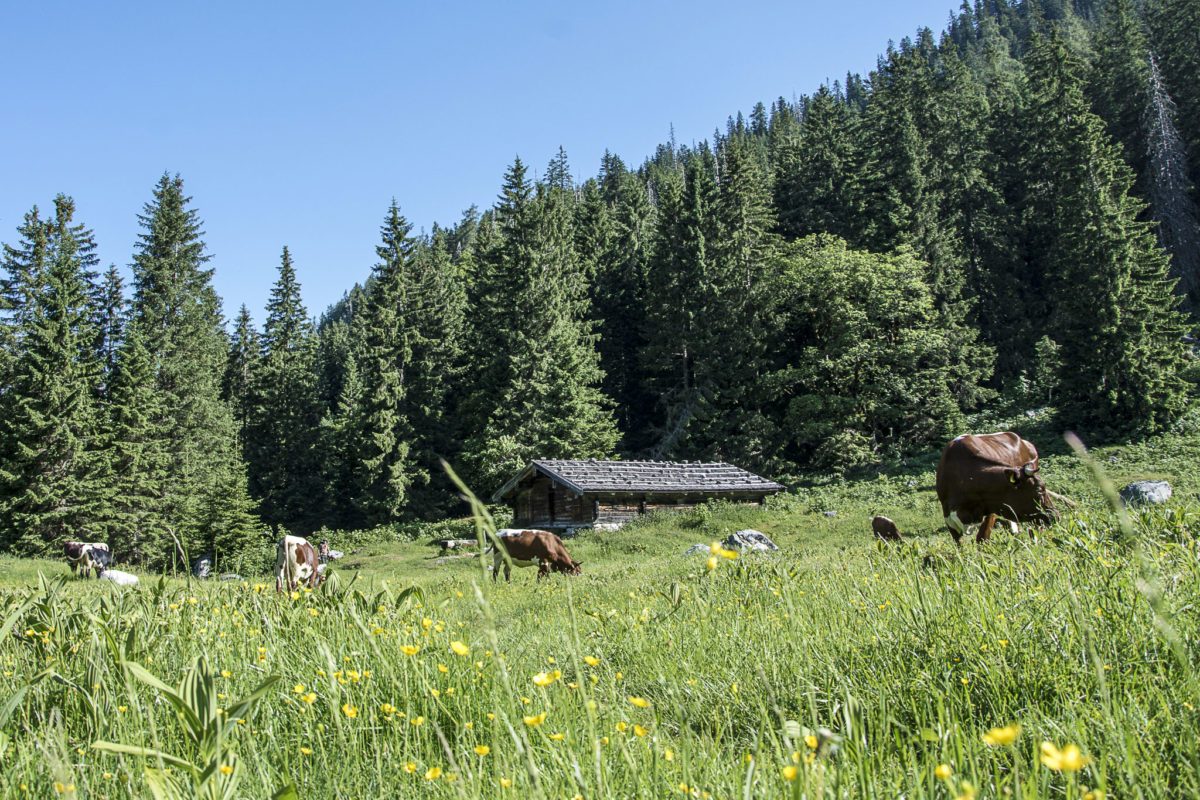Pinzgauer Rinder machen Sommerfrische auf der Mittereisalm