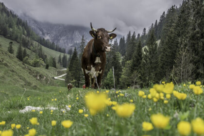 Pinzgauer Kuh auf der Bindalm