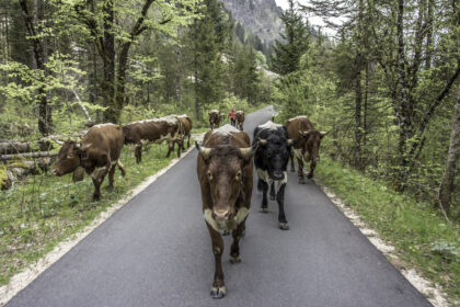 Pinzgauer Kühe beim Almauftrieb auf die Bindalm