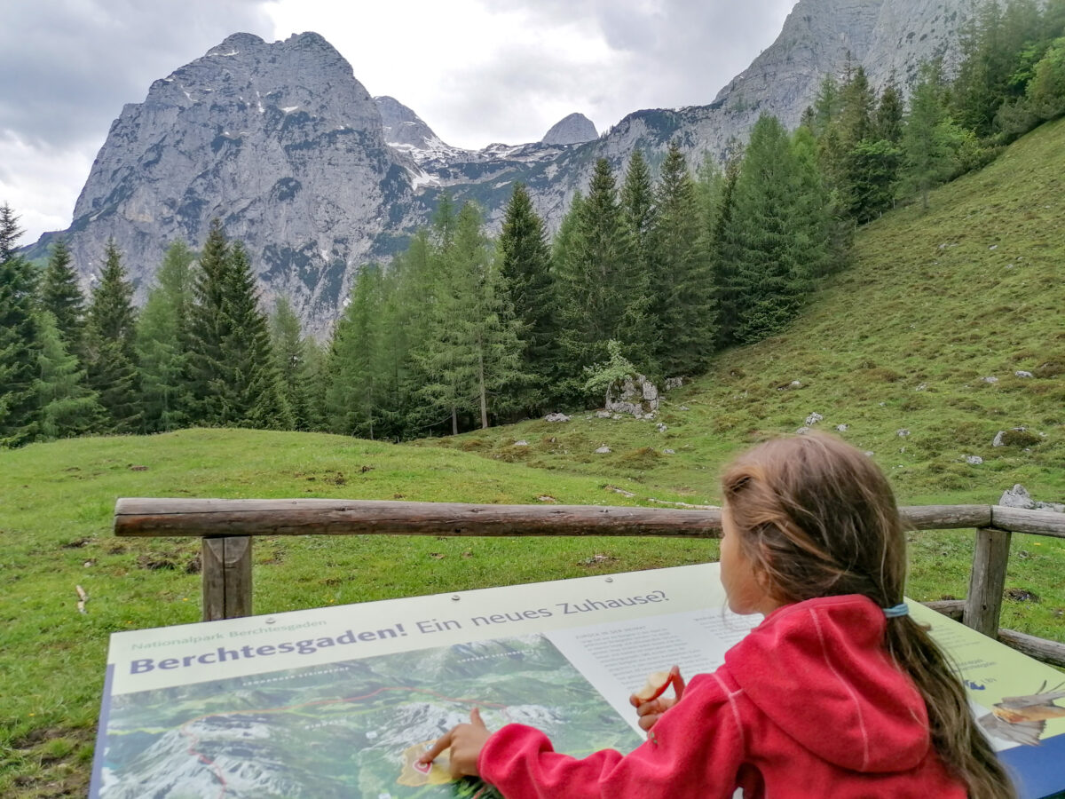 Neue Mitbewohnerinnen – zwei Bartgeier-Mädchen ziehen im Nationalpark Berchtesgaden ein
